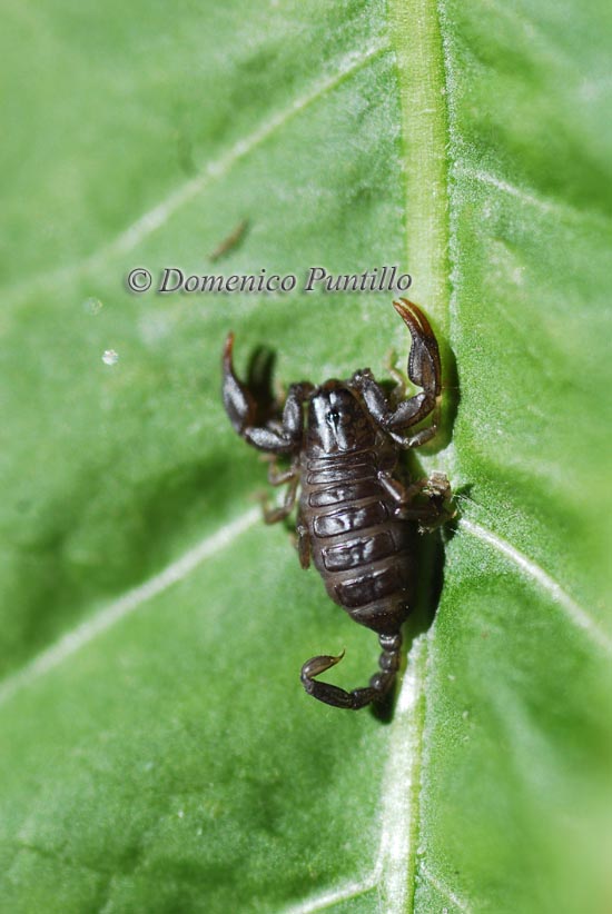 Euscurpius sicanus dalla Calabria